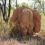Large Brown Termite Mounds