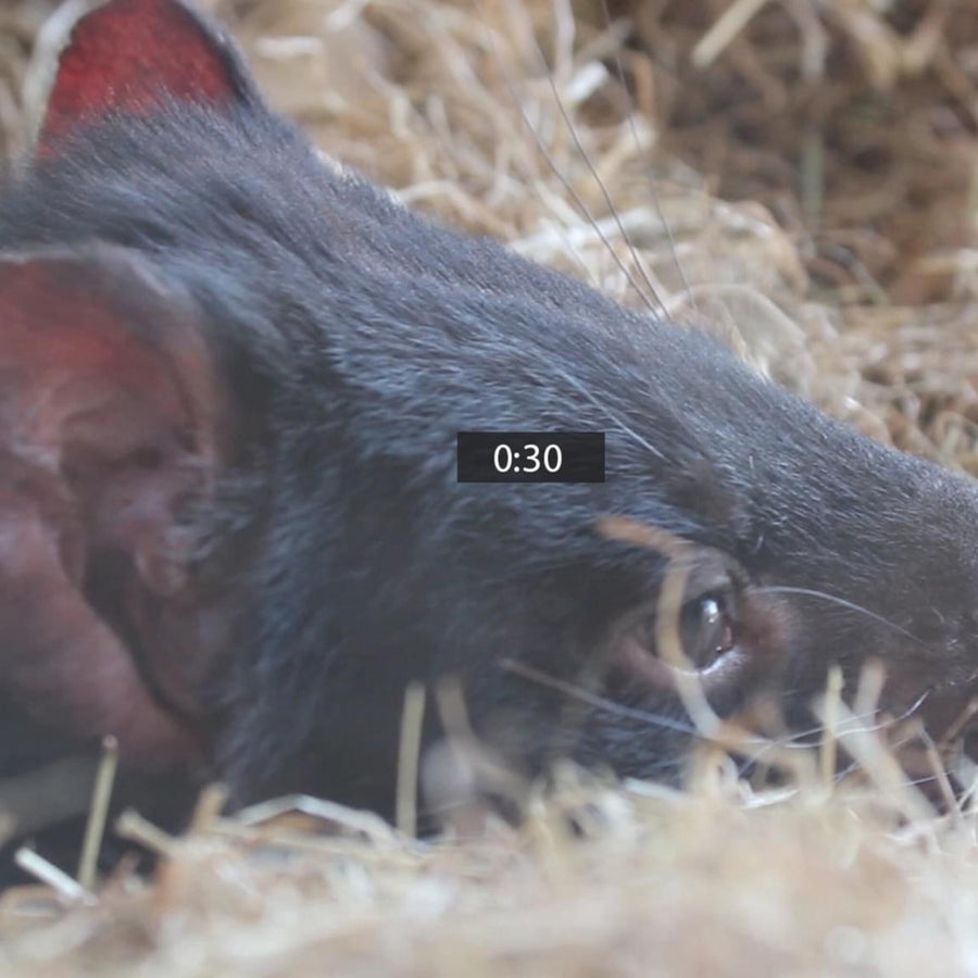 Tasmanian Devil