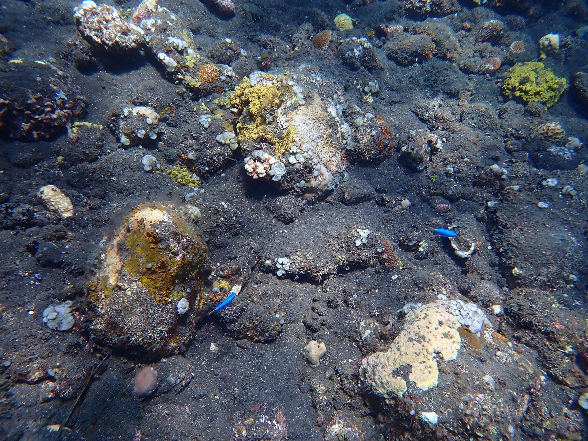 Black Coral Spotted Pebble Rocks