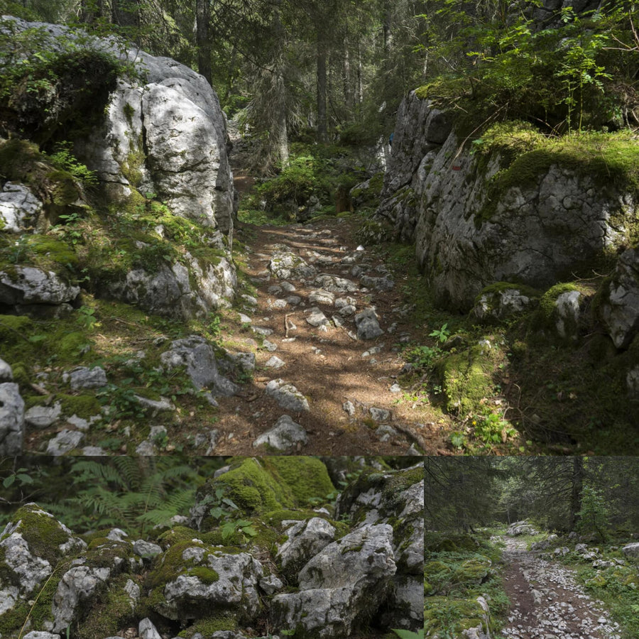 Druids Forest