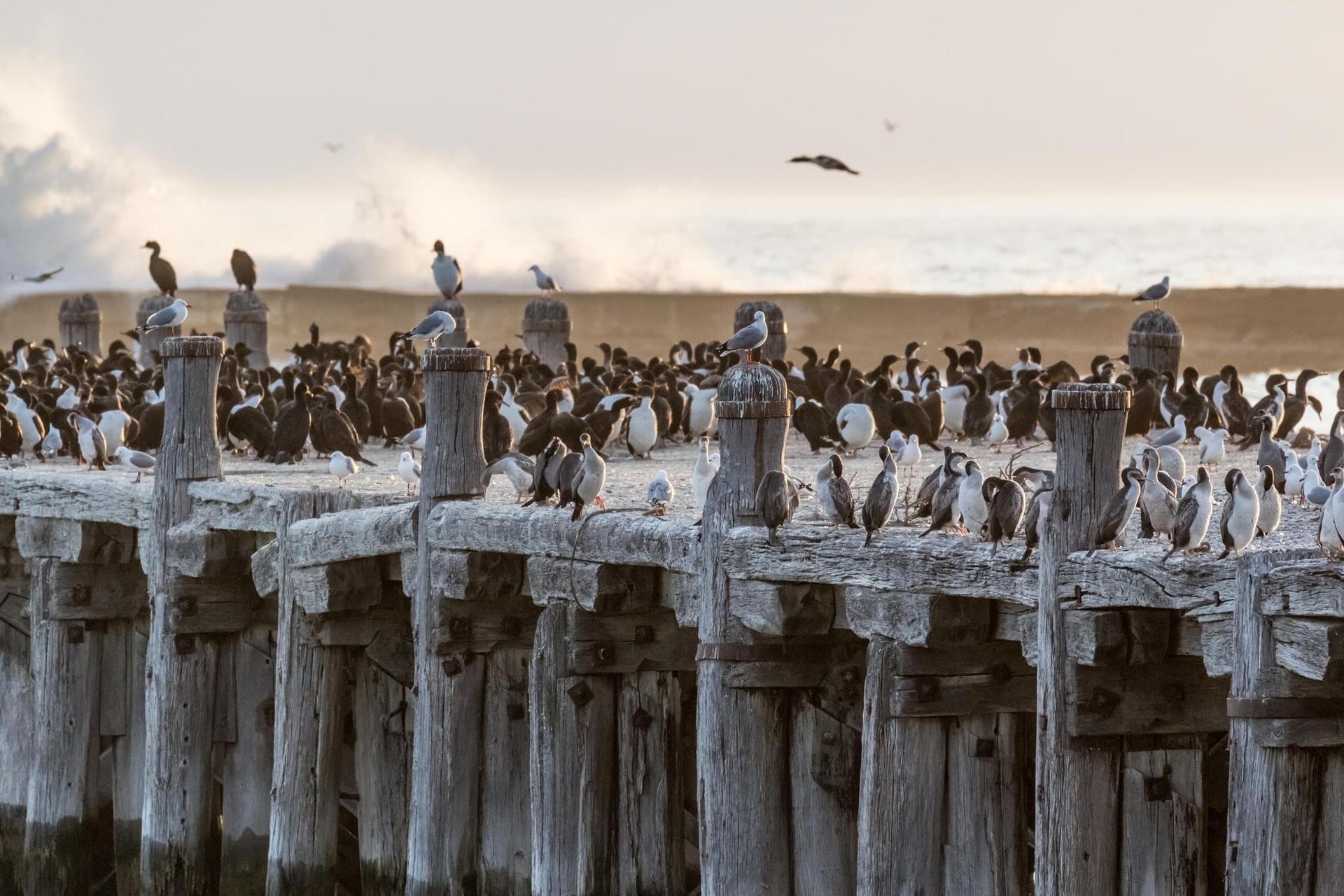 Pier Bird Colony