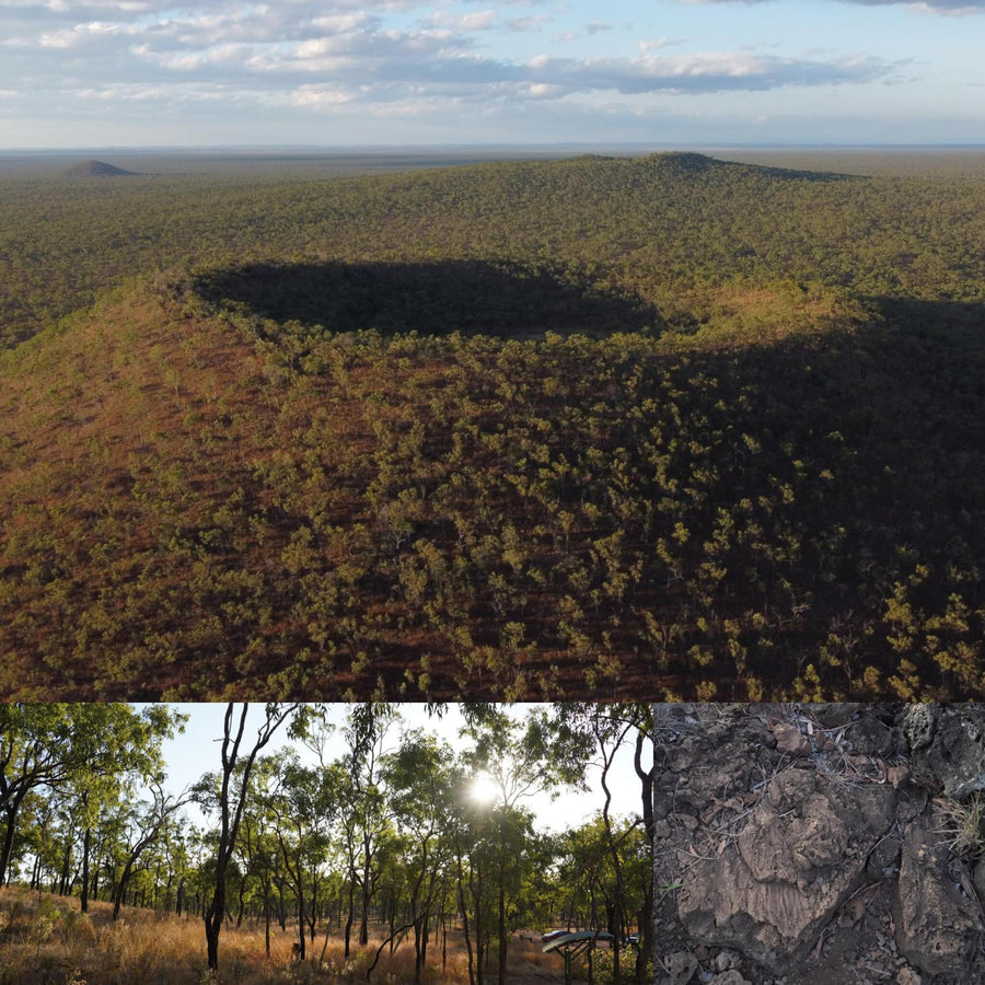 Bush Overgrown Crater