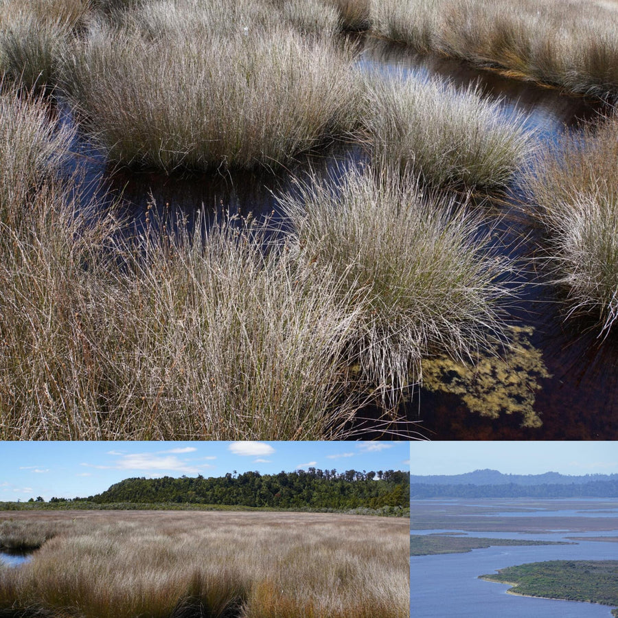 Wetlands Swamp