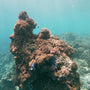 Bulgy Small Corals