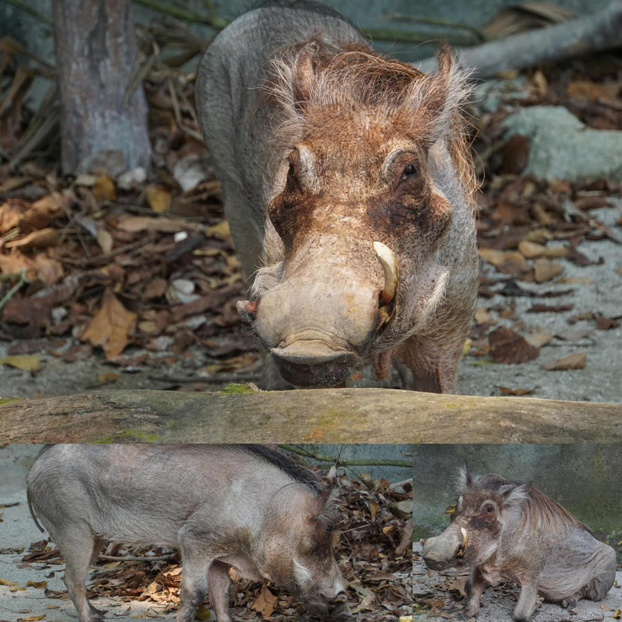 Desert Warthog