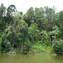Tropical Rainforest River View