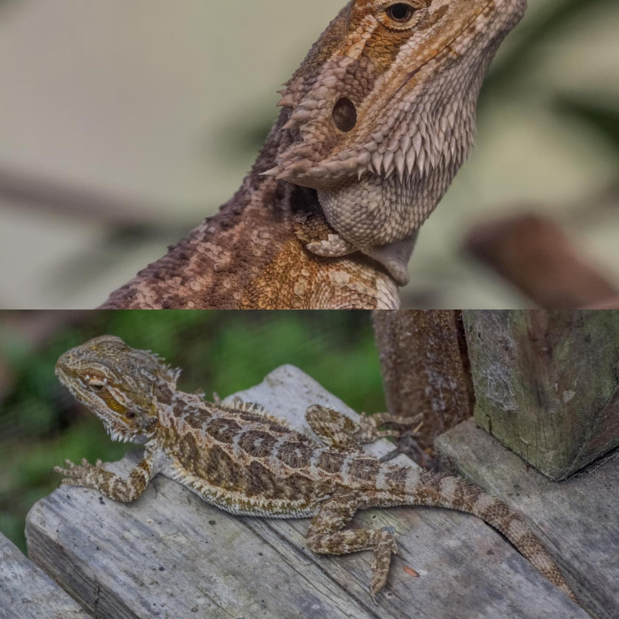 Eastern Bearded Dragon