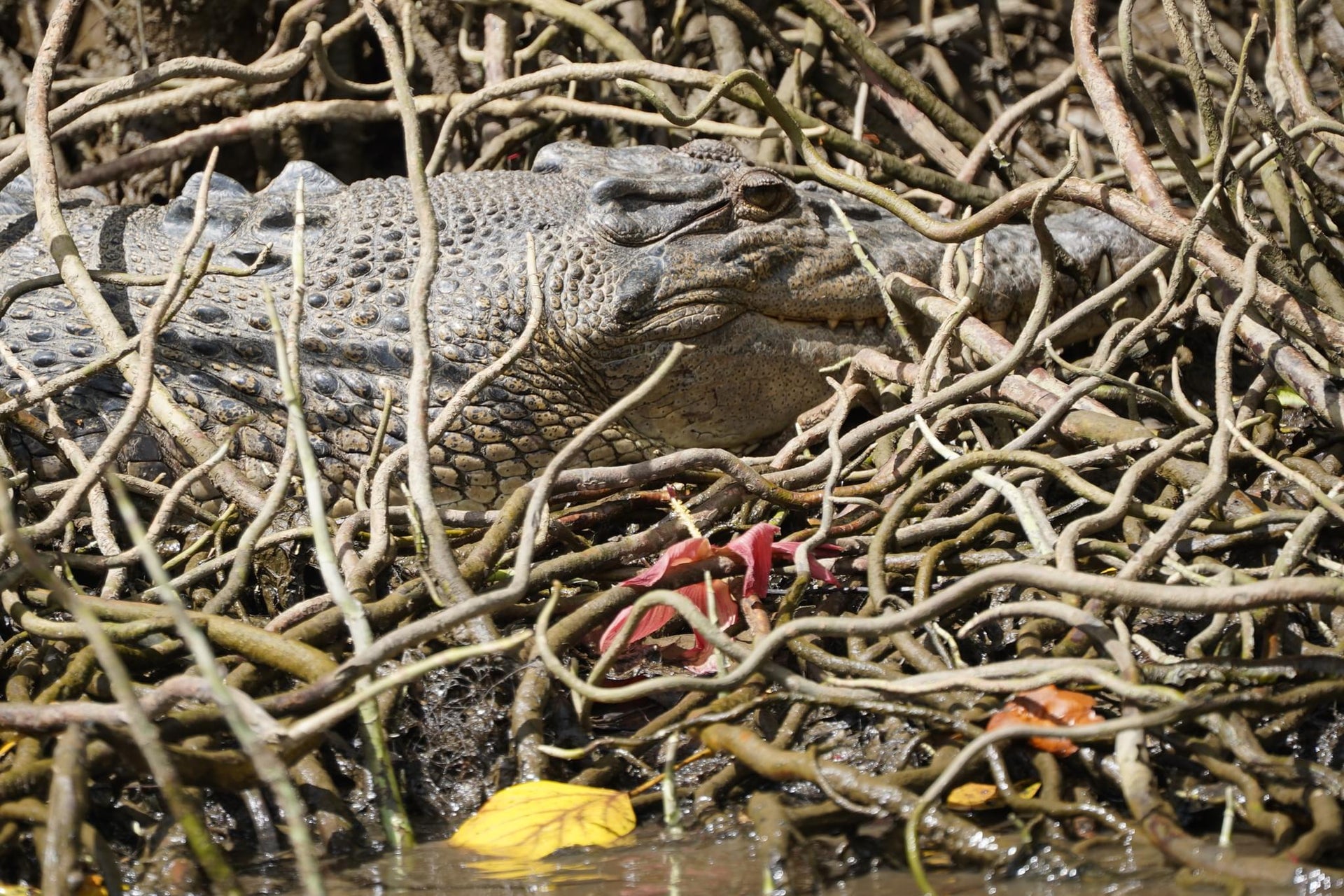 Saltwater Crocodiles in Wild