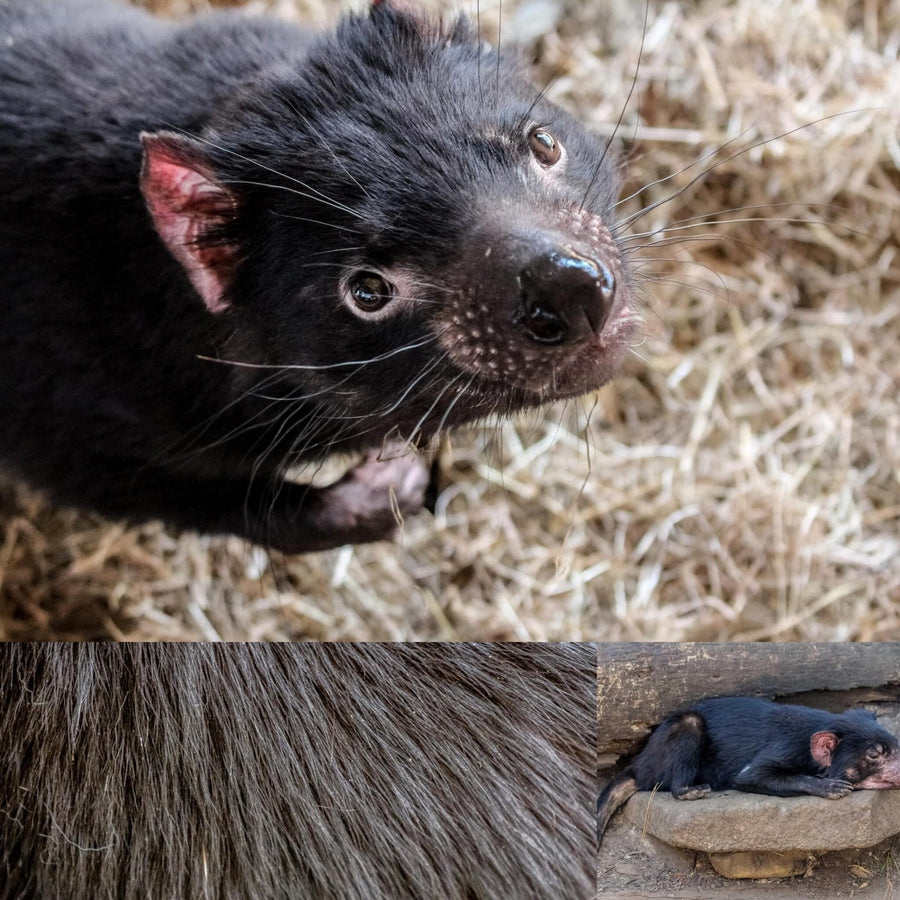 Tasmanian Devil
