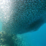 Sardines Fish Clouds