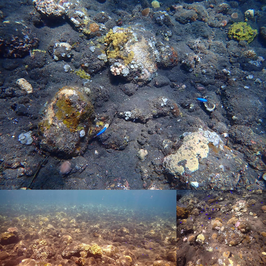 Black Coral Spotted Pebble Rocks