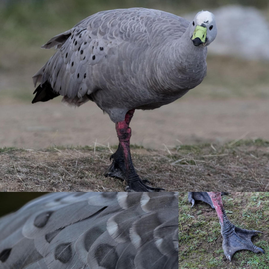 Cape Barren Goose