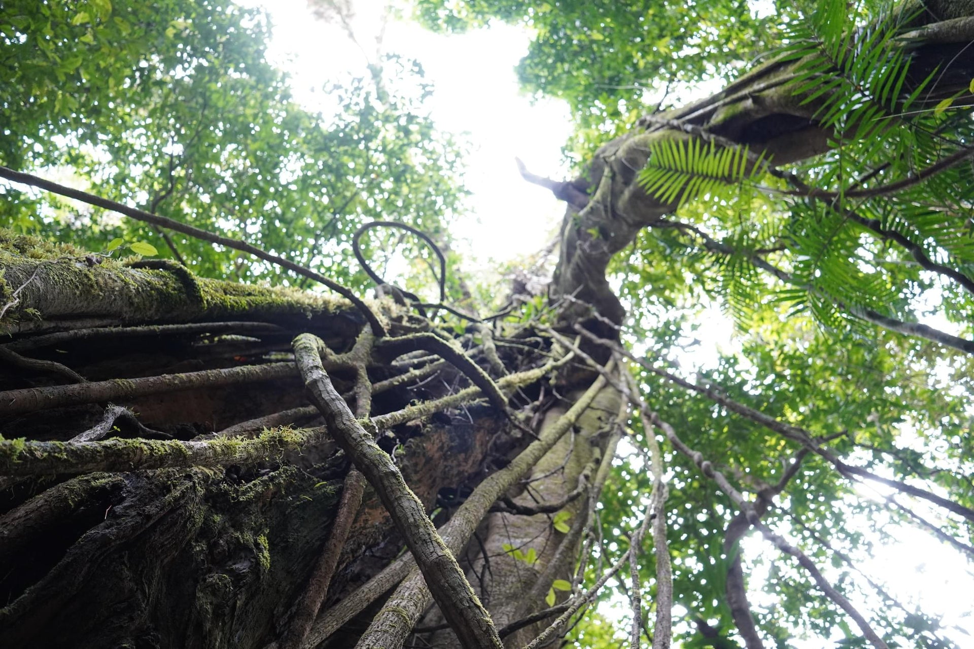 Giant Parasite Plant Consuming Another Tree