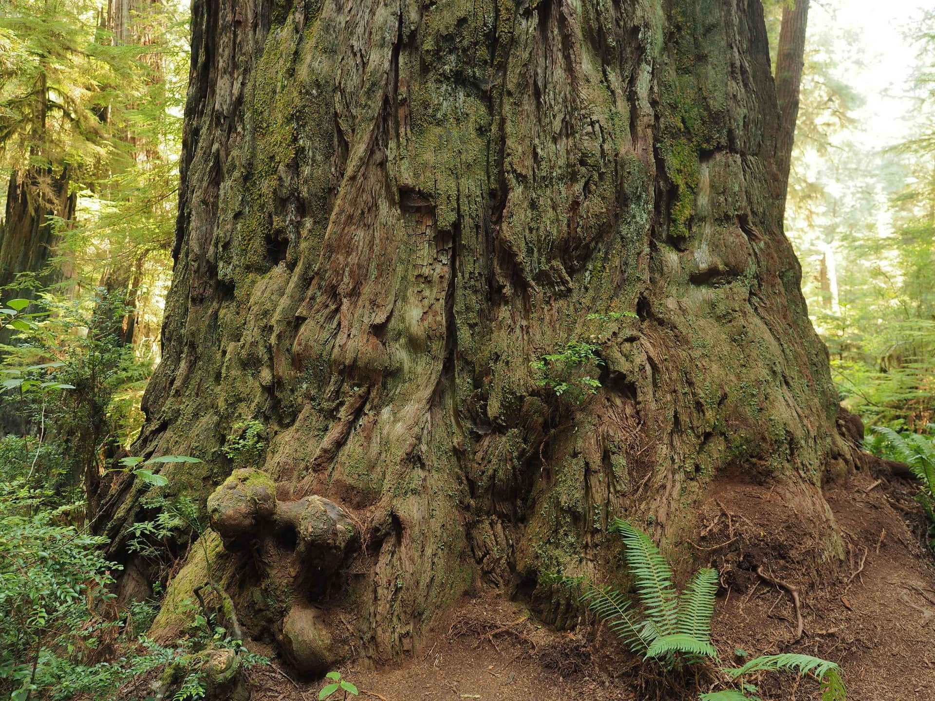 Ancient Giant Sequoia Forest