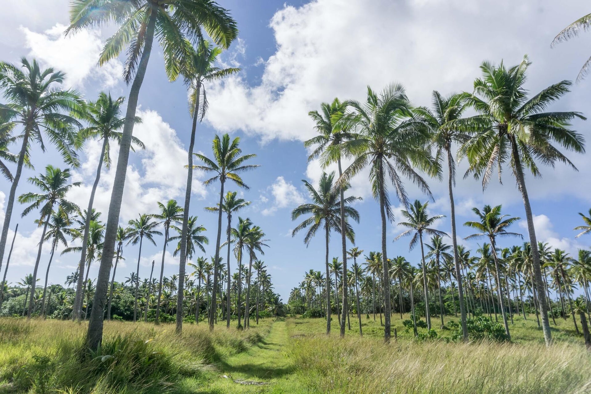 Coconut Palm Tree