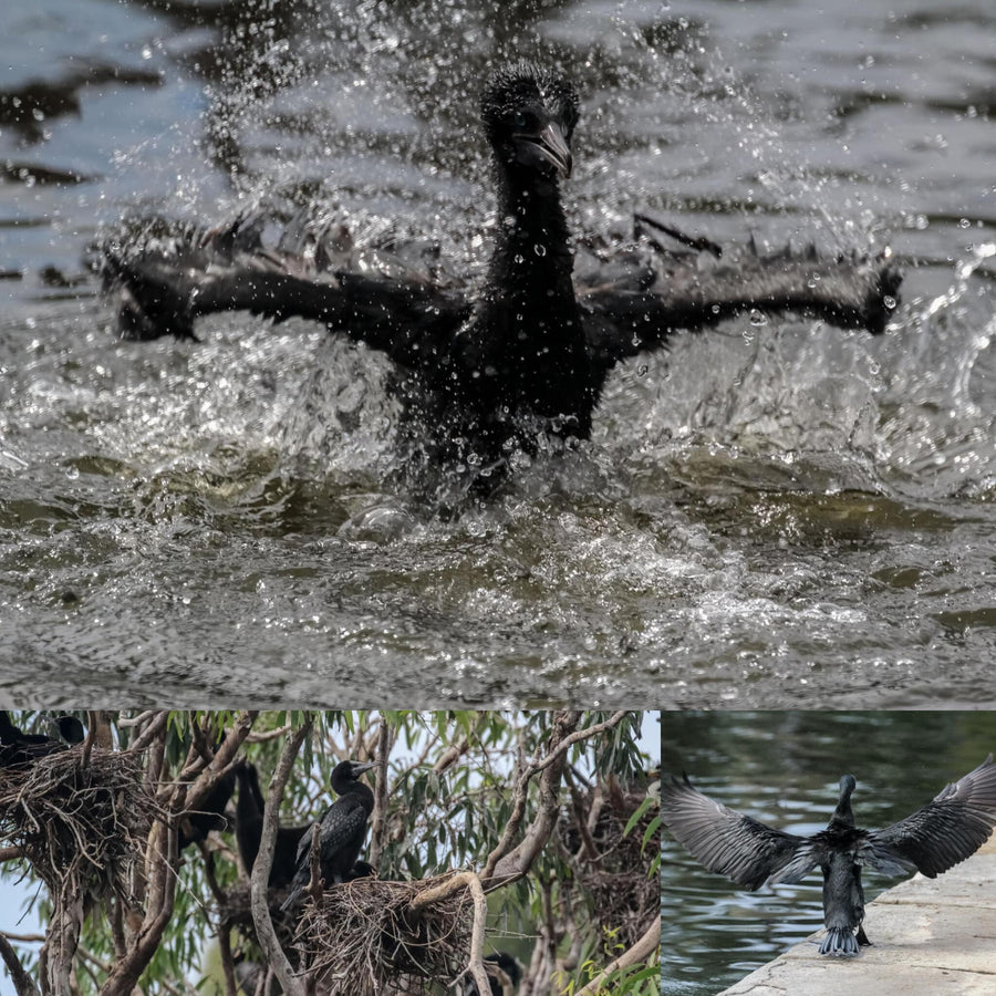 Little Black Cormorant