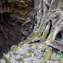 Overgrowing Lava Tube