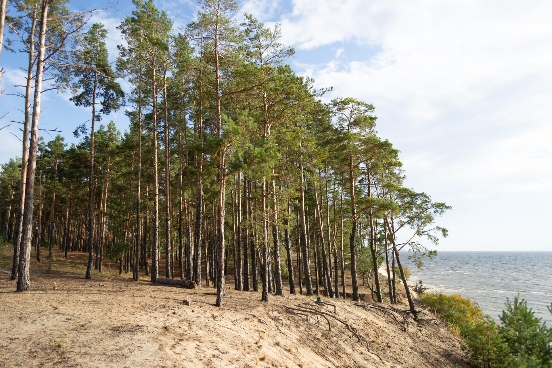 Sandy Coast Pine Forest
