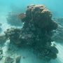 Great Barrier Coral Reef and Sandy Floor