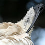 Australian White Ibis