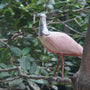 Spoonbills