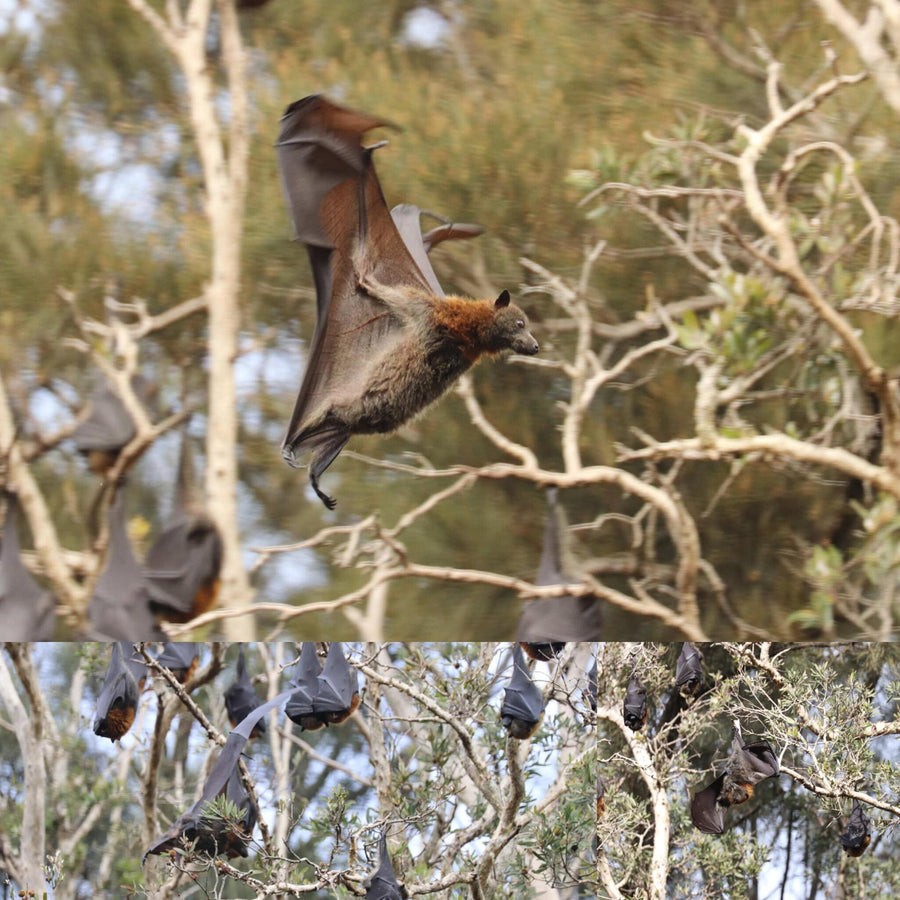 Flying Foxes