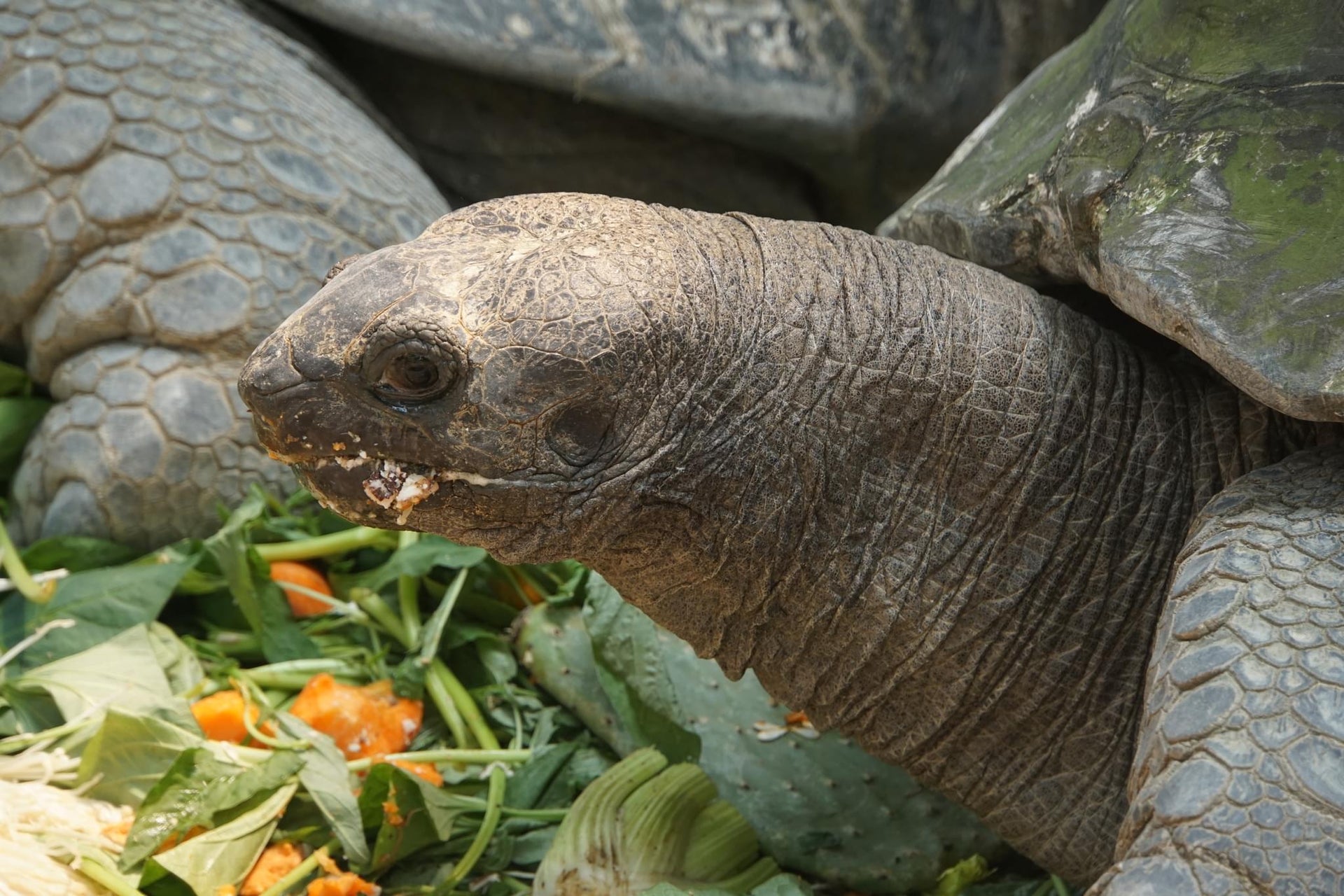 Giant Tortoise