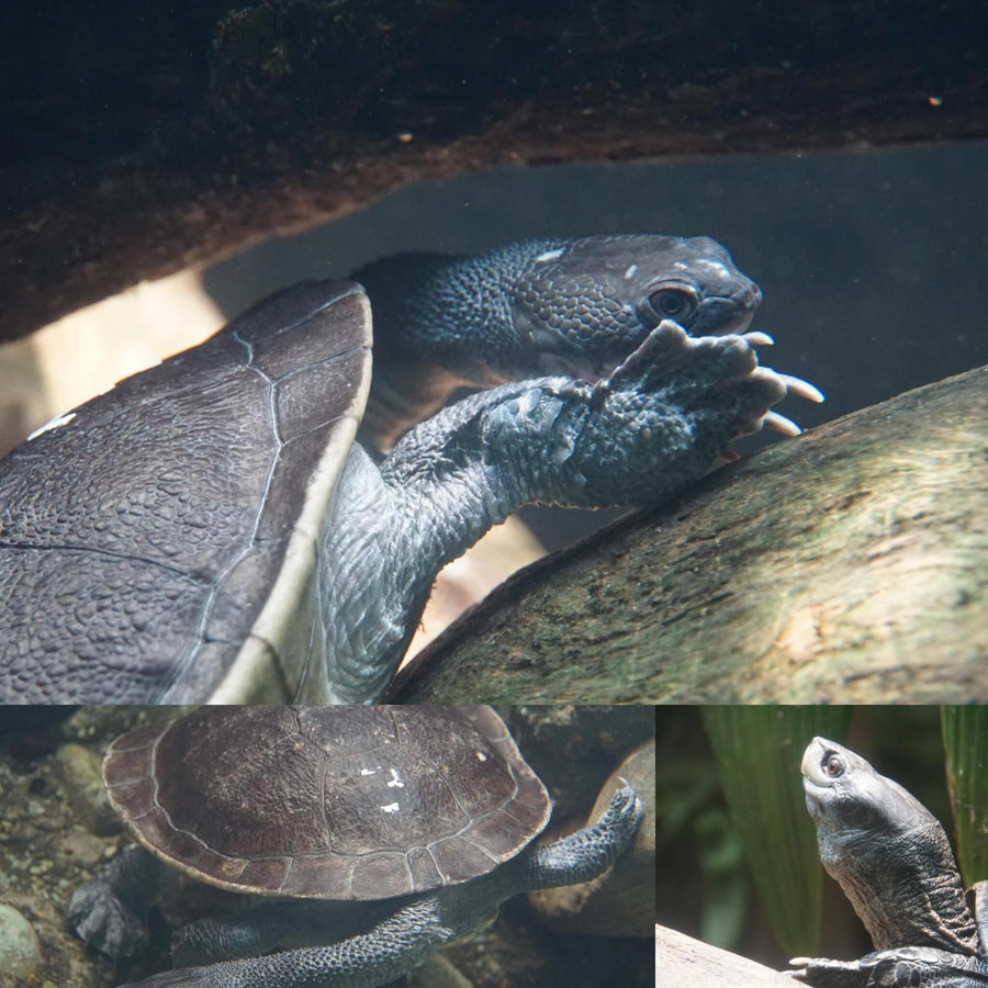 Snake-Necked Turtle