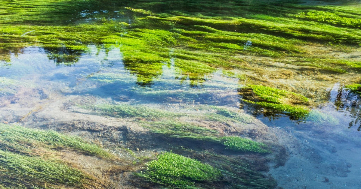 464 photos of Blue Spring – Fotoref