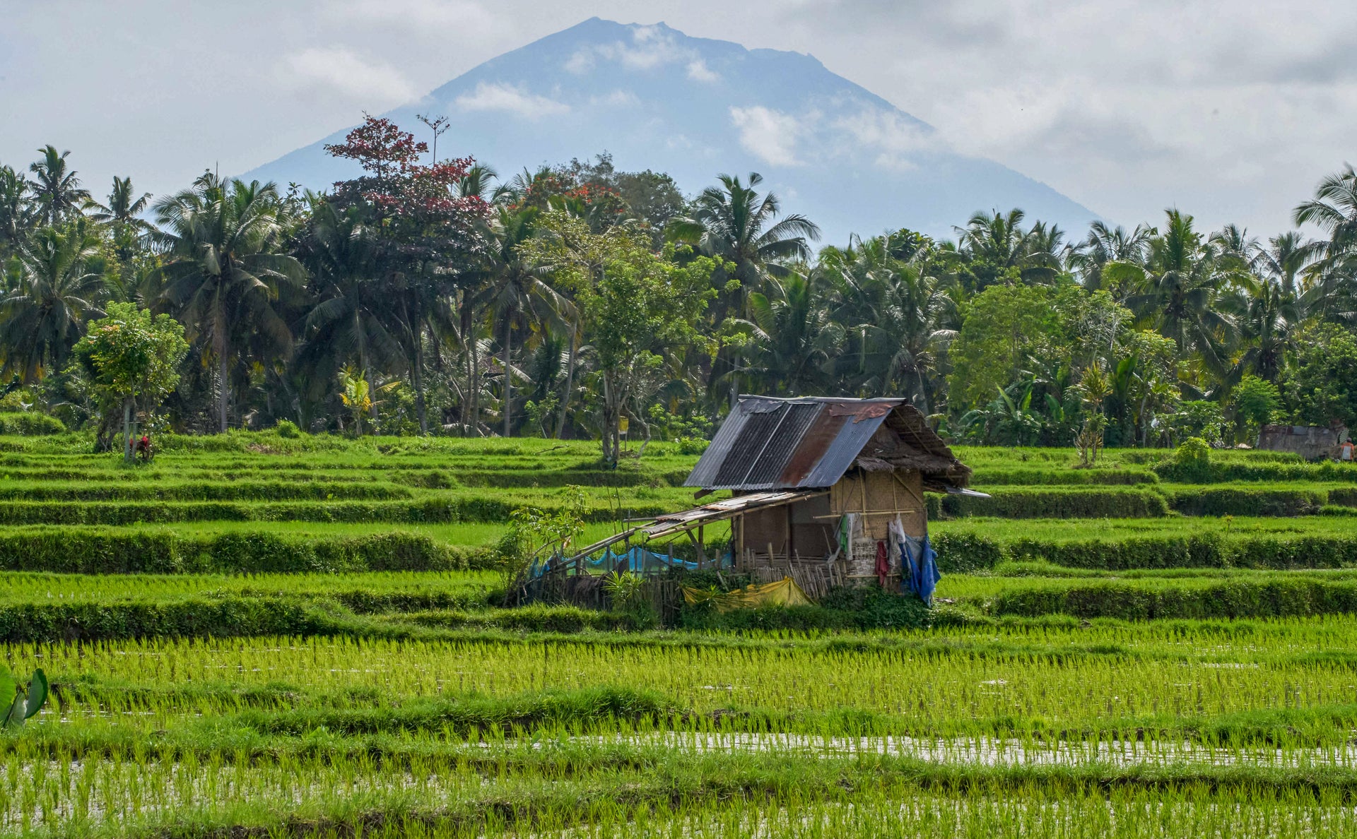 Bali Rice Paddies