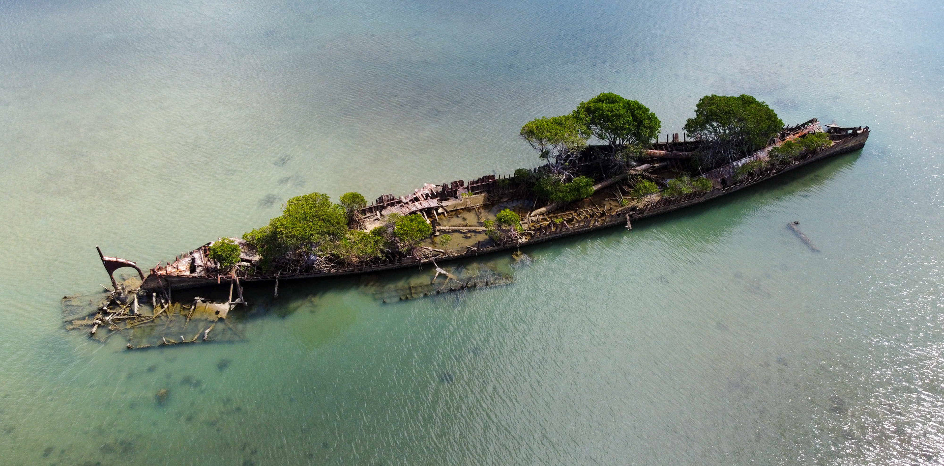Mangrove Overgrown Shipwreck