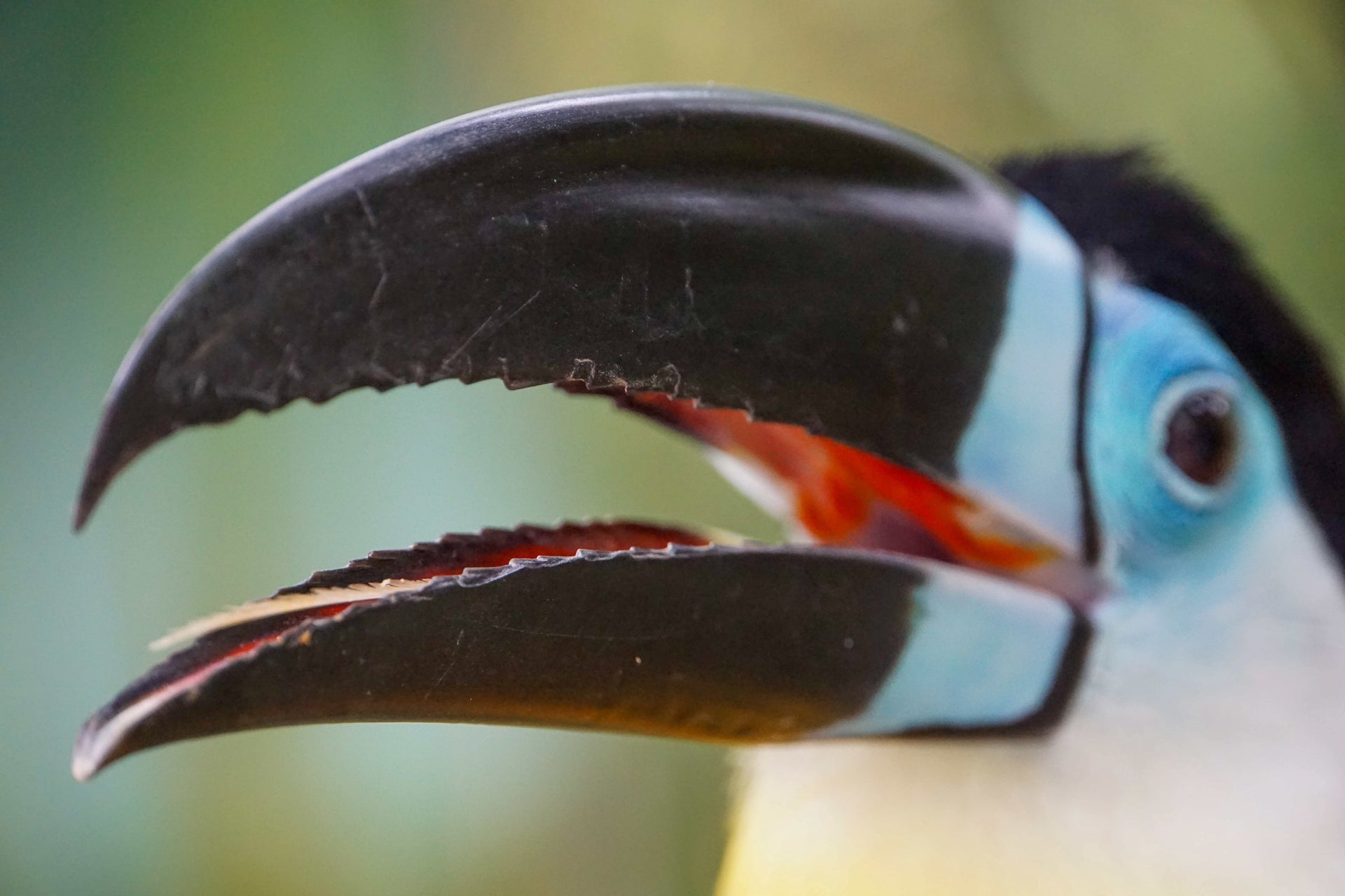 Toucan